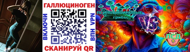 Галлюциногенные грибы Psilocybe Алейск